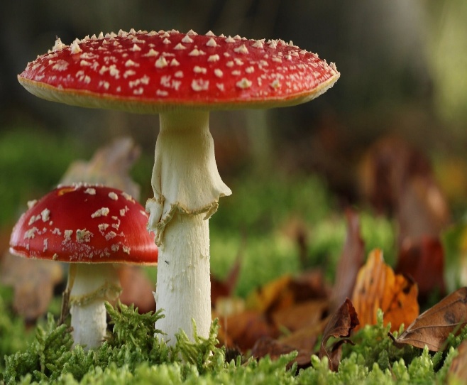 Herfst
